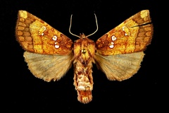Papaipema araliae