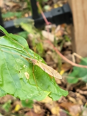 Nephrotoma ferruginea