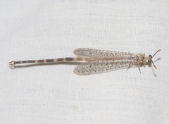 Clathroneuria schwarzi