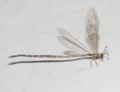 Clathroneuria schwarzi