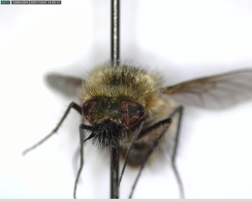 iNaturalist observation photo of Woolly Bee Flies