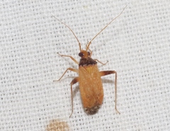 Phytocoris ramosus