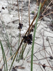 Juncus breweri