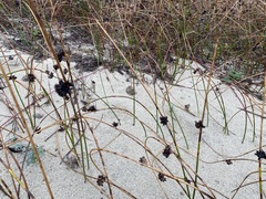 Juncus breweri