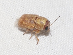 Pachybrachis mellitus