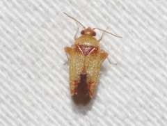 Parthenicus covilleae