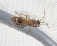 Chyphotes melaniceps