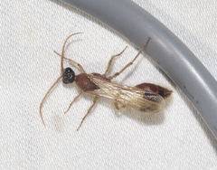 Chyphotes melaniceps