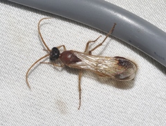 Chyphotes melaniceps