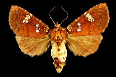 Papaipema marginidens