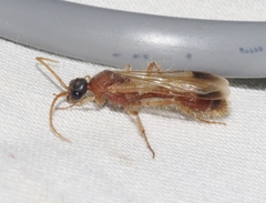 Chyphotes melaniceps