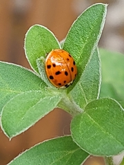 Harmonia axyridis