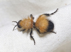 Dasymutilla arenivaga
