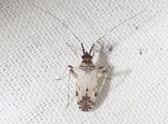 Phytocoris albidopictus