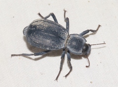 Stenomorpha confluens