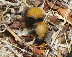 Dasymutilla arenivaga