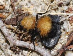 Dasymutilla arenivaga