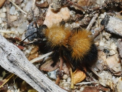 Dasymutilla arenivaga