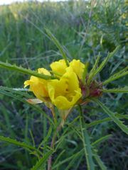 Oenothera berlandieri