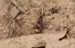 Dasymutilla dilucida