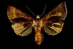 Papaipema eupatorii