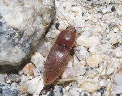 Horistonotus simplex