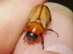 Cyclocephala longula
