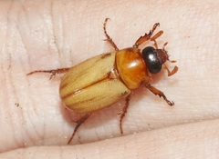 Cyclocephala longula
