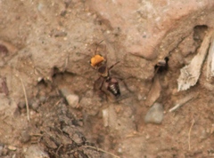 Dasymutilla dilucida