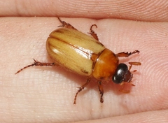 Cyclocephala longula