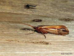 Limnephilus ornatus
