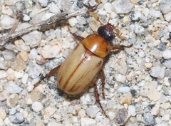 Cyclocephala longula