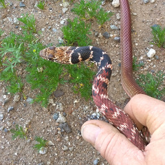 Masticophis flagellum piceus