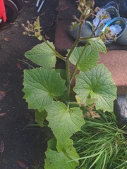 Pericallis echinata