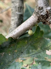 Andricus deciduatus