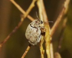 Algarobius prosopis