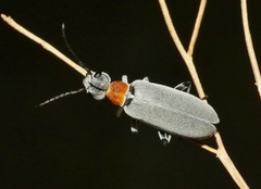 Epicauta wheeleri