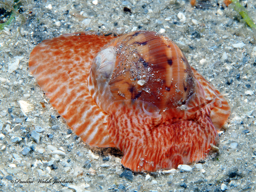 Colorful Moon Snail