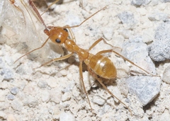 Myrmecocystus mexicanus