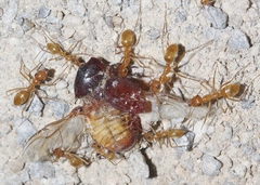 Myrmecocystus mexicanus