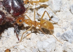 Myrmecocystus mexicanus