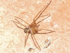Loxosceles deserta