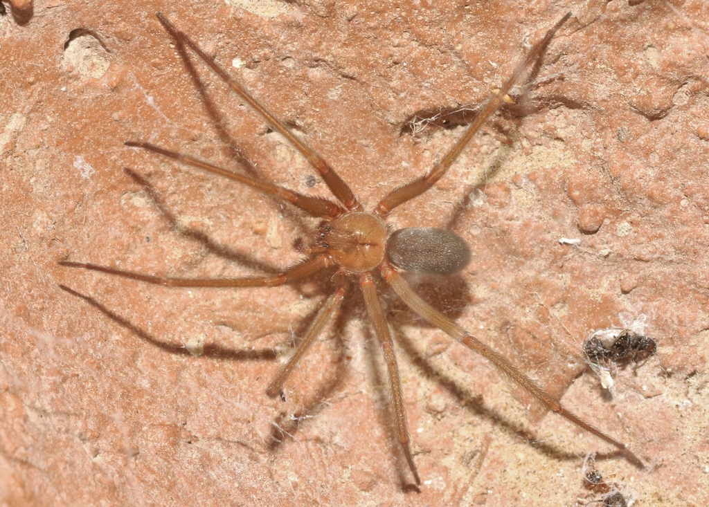 Desert Recluse from San Bernardino County, CA, USA on September 26 ...