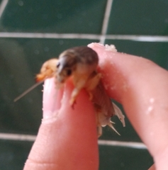 Neoscapteriscus vicinus