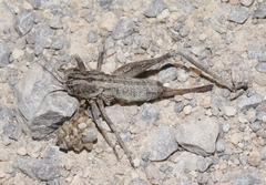 Ateloplus