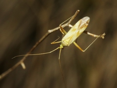Phytocoris laevis