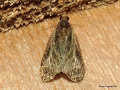 Olethreutes quadrifidum