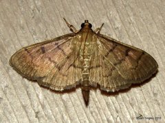 Herpetogramma theseusalis