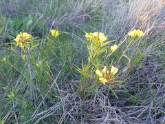 Oenothera berlandieri