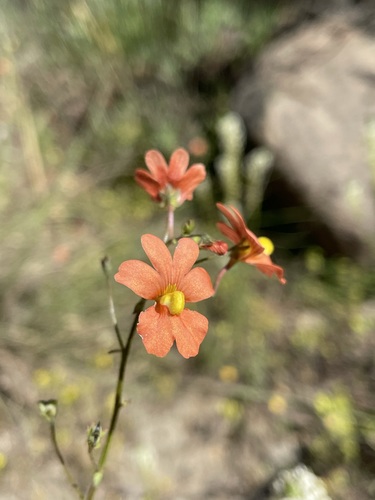 Image of Nemesia versicolor by (c) Matt Berger, some rights reserved (CC BY)